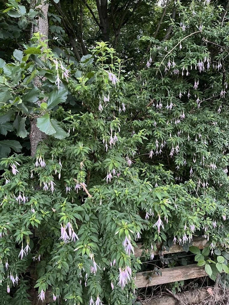 Fuchsia Magellanica