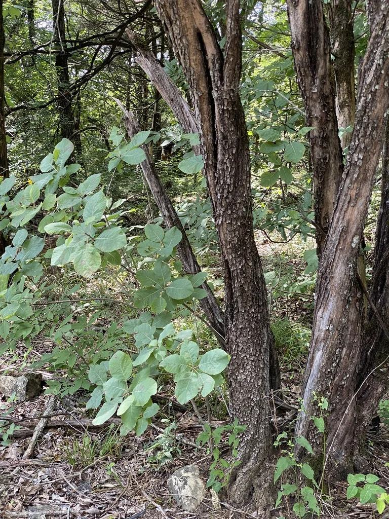 Cotinus Obovatus