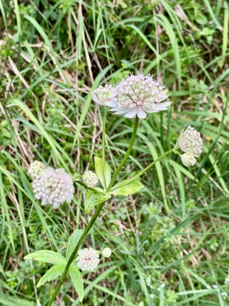 Astrantia Major