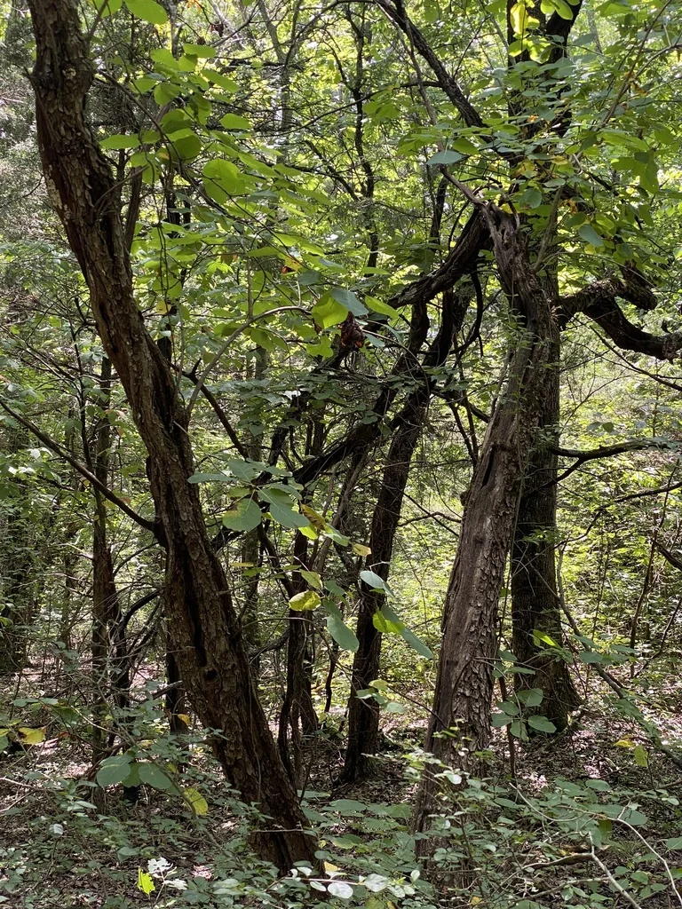 Cotinus Obovatus