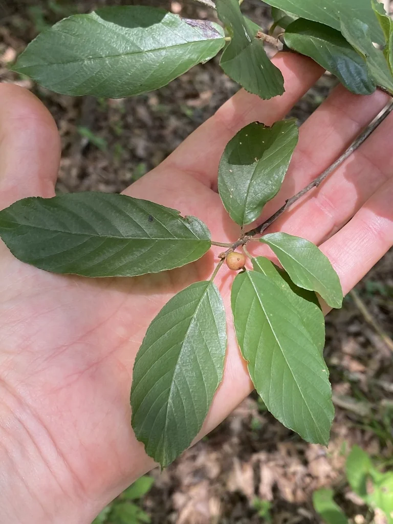 Rhamnus Caroliniana