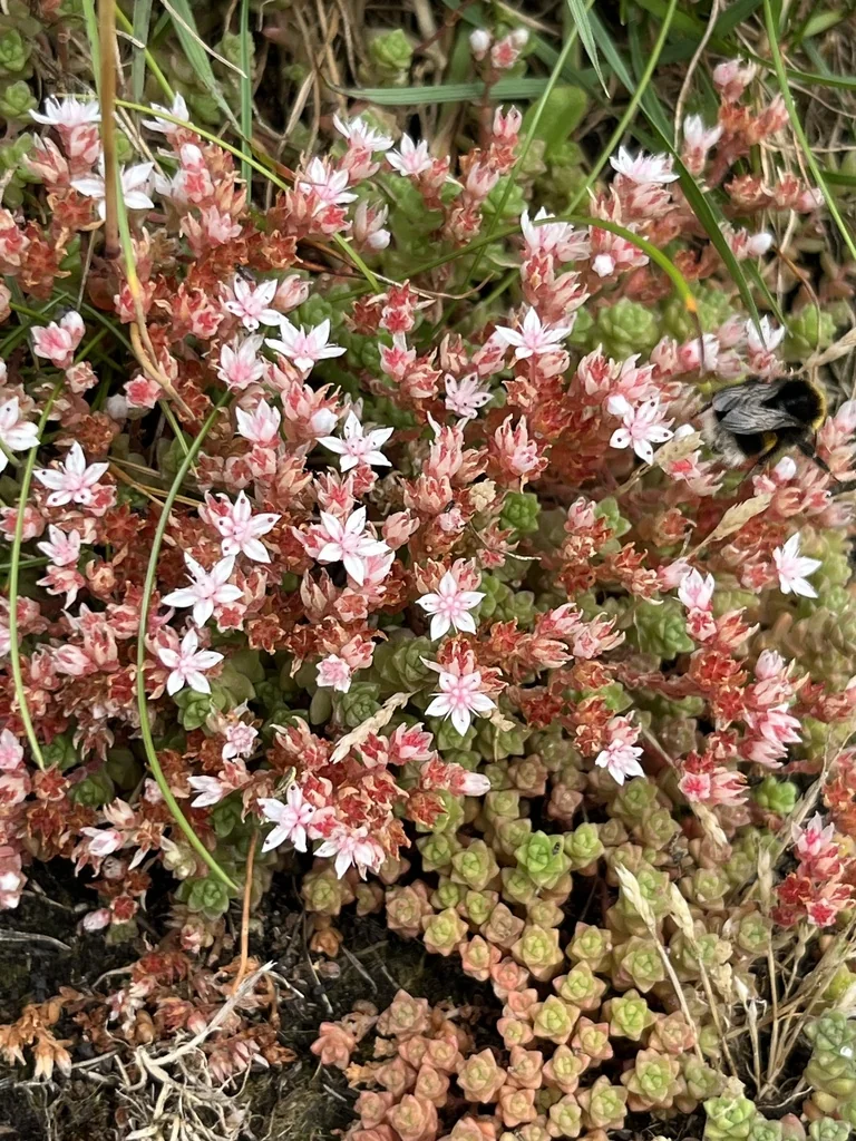 Sedum Anglicum