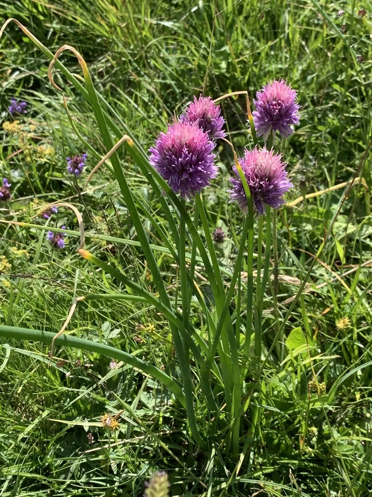 Allium Schoenoprasum