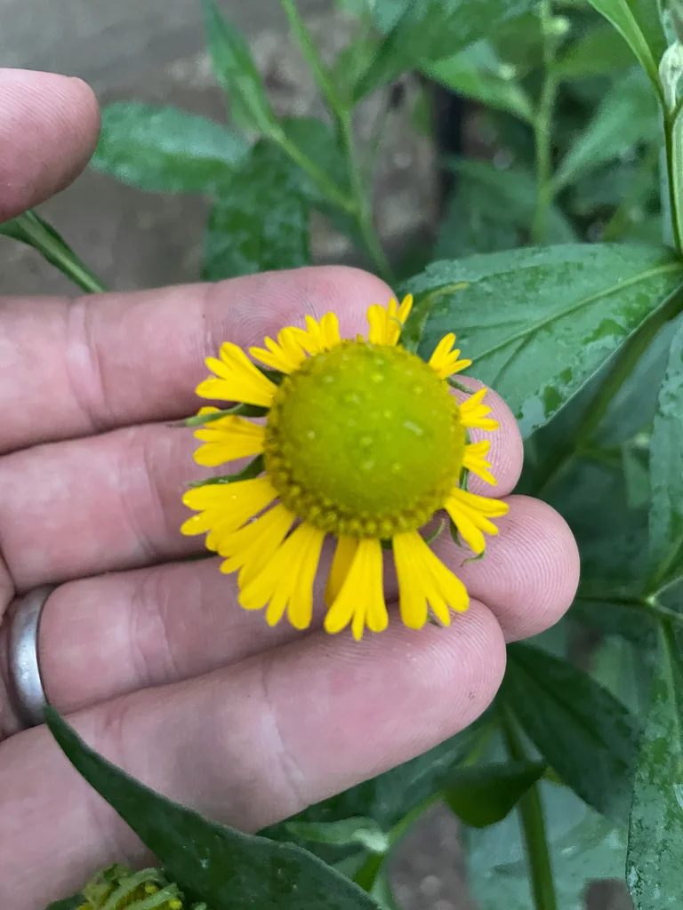 Helenium Autumnale