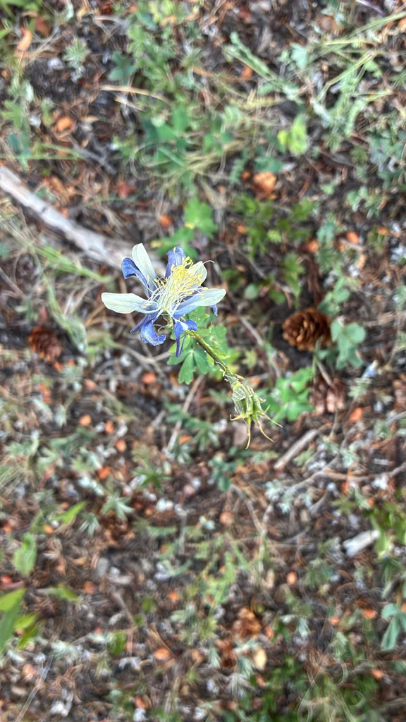 Aquilegia Caerulea