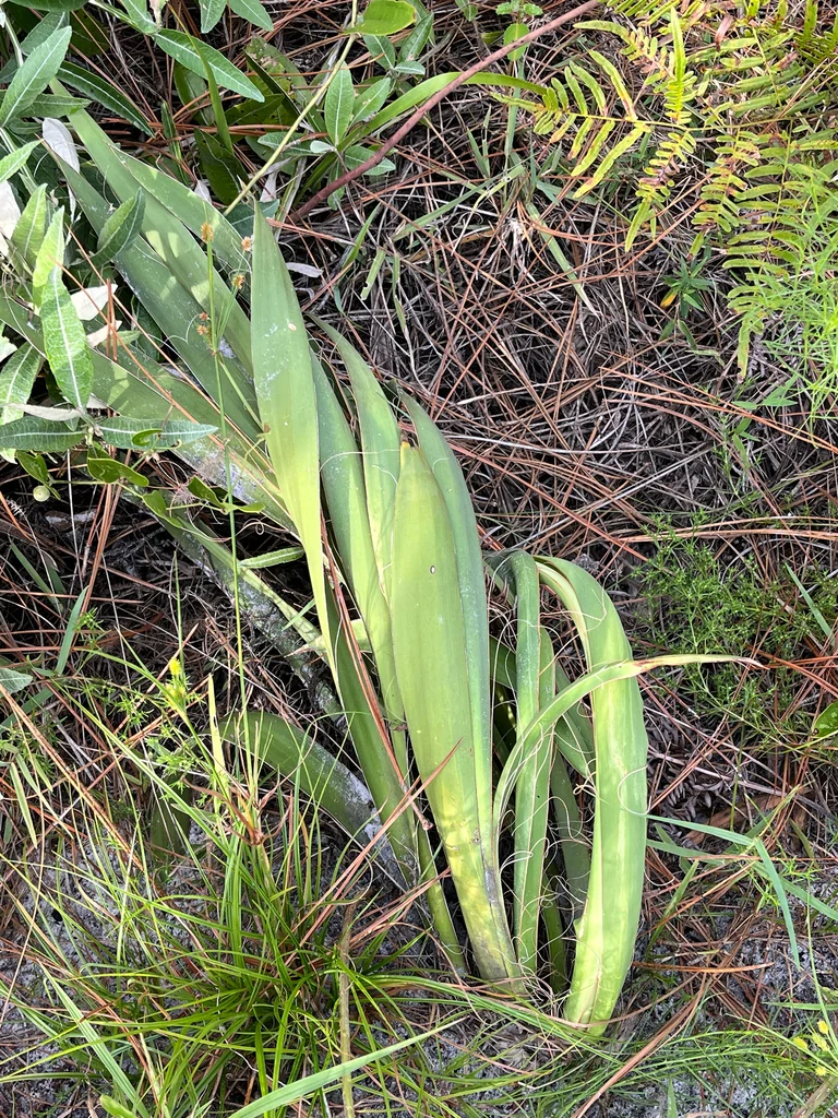 Yucca Filamentosa