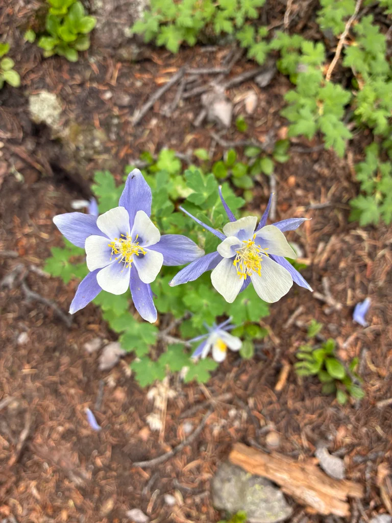 Aquilegia Caerulea