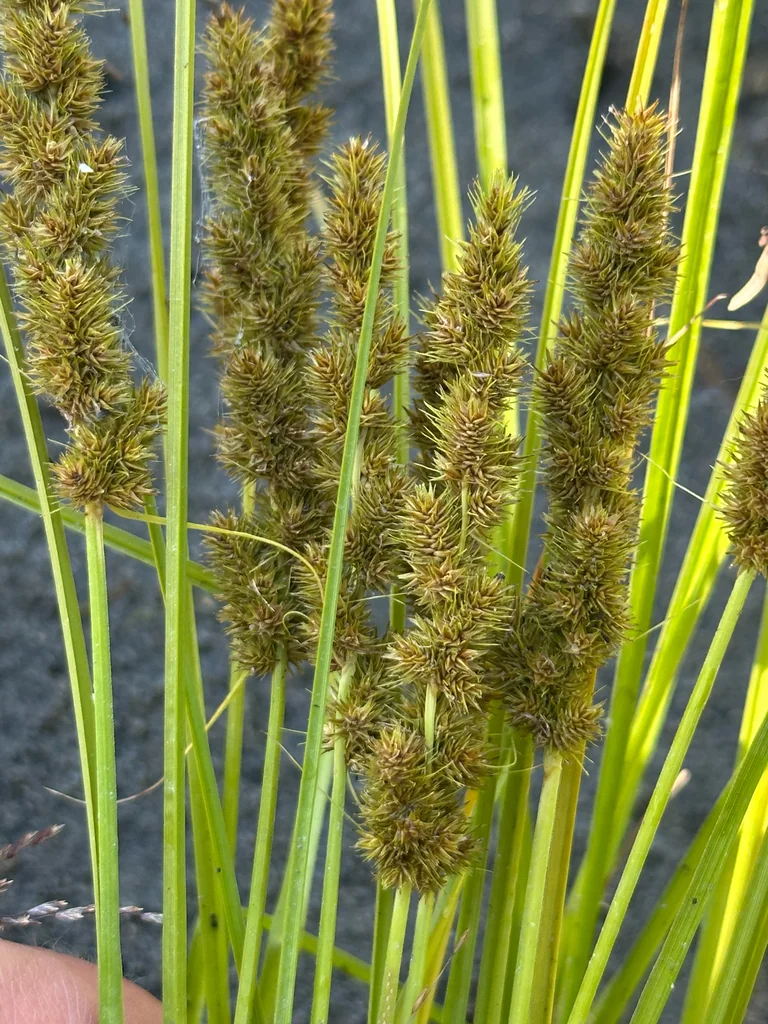 Carex Vulpinoidea