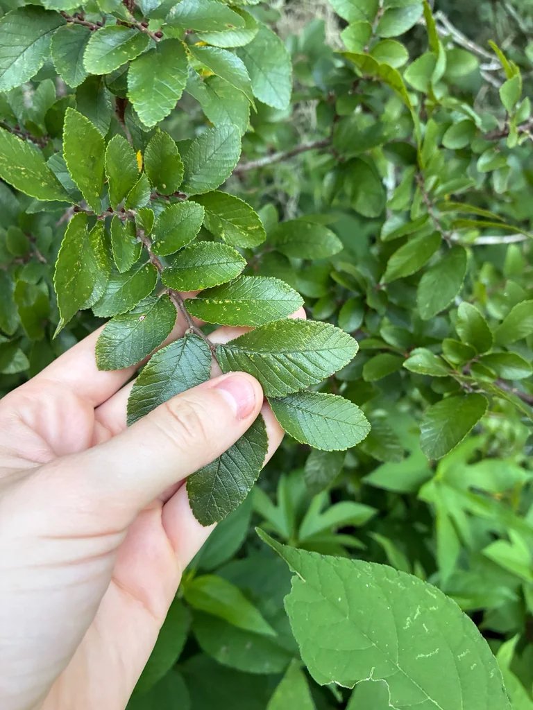 Ulmus Crassifolia