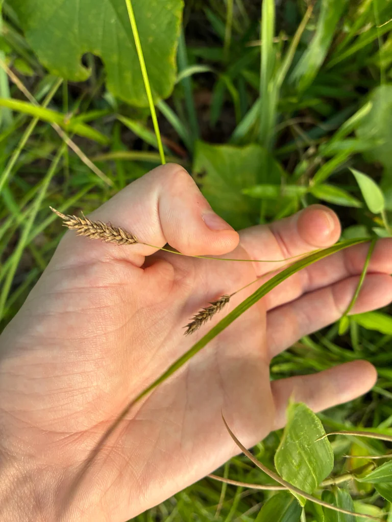 Carex Cherokeensis