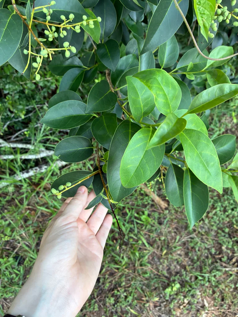 Ligustrum Lucidum