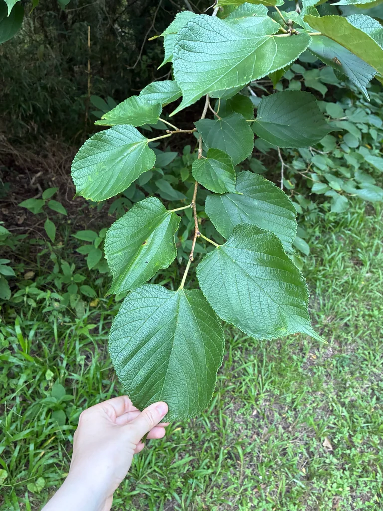 Morus Rubra