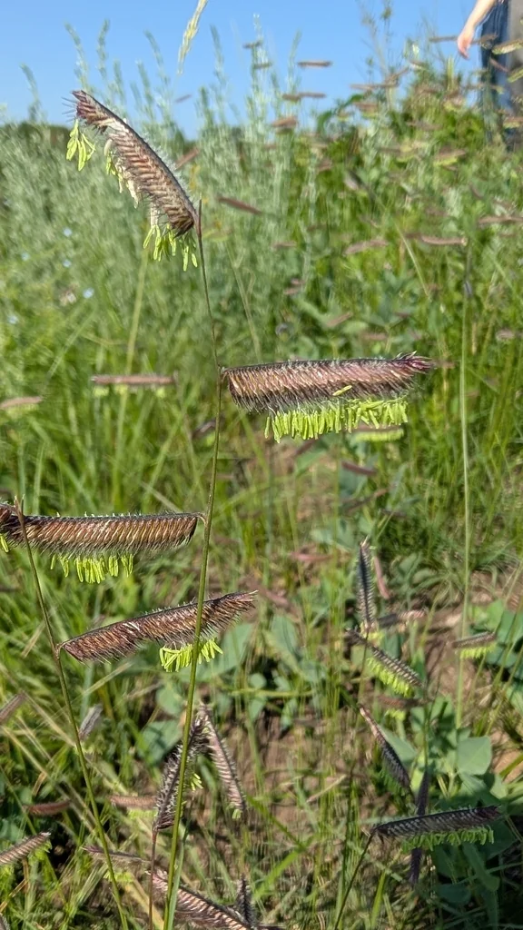 Bouteloua Gracilis