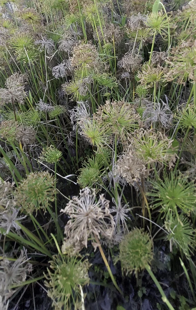 Cyperus Papyrus