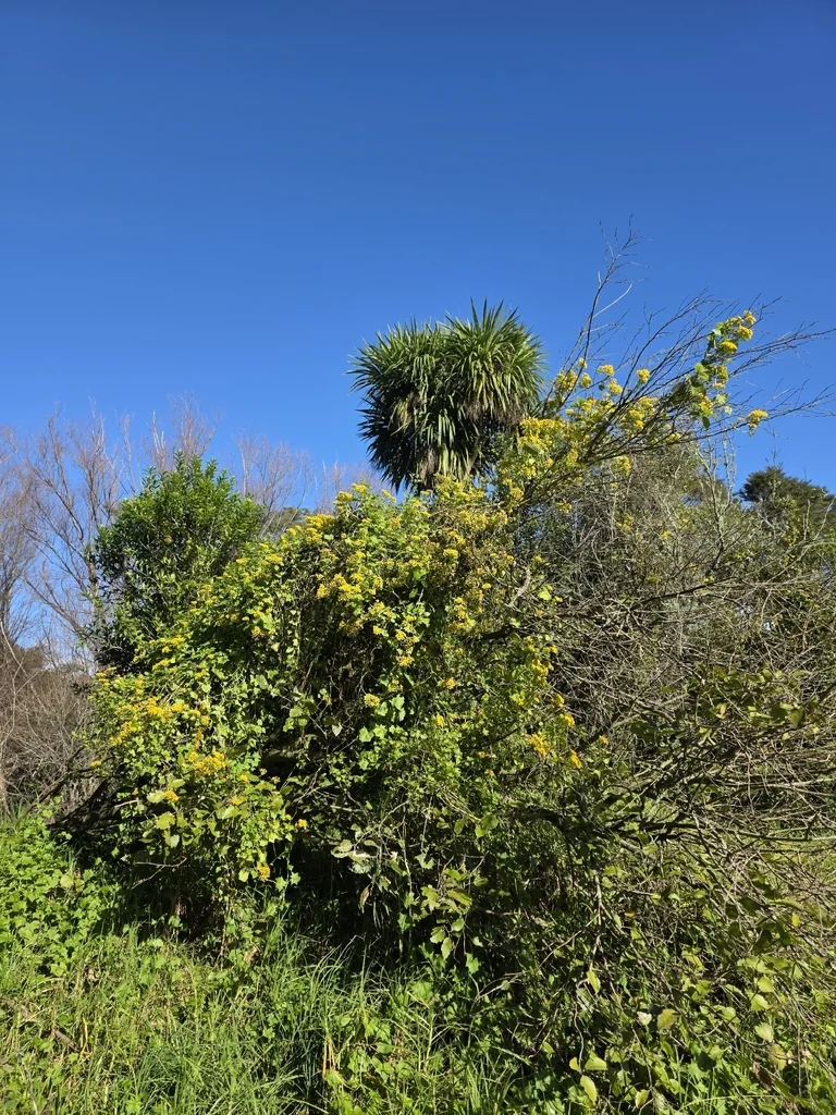 Senecio Confusus