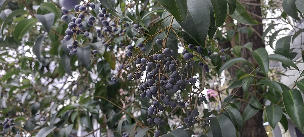 Ligustrum Lucidum
