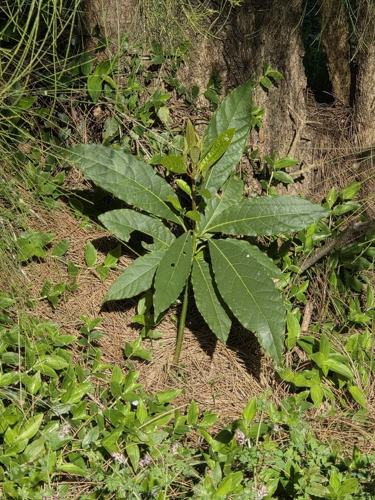 Persea Americana