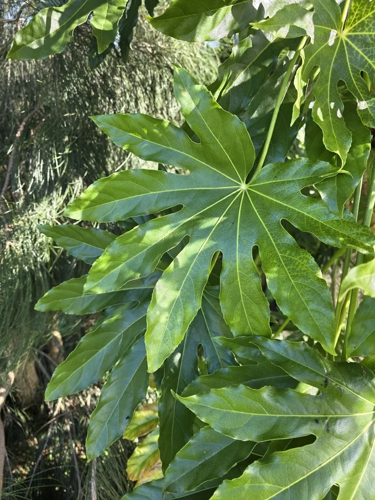 Fatsia Japonica