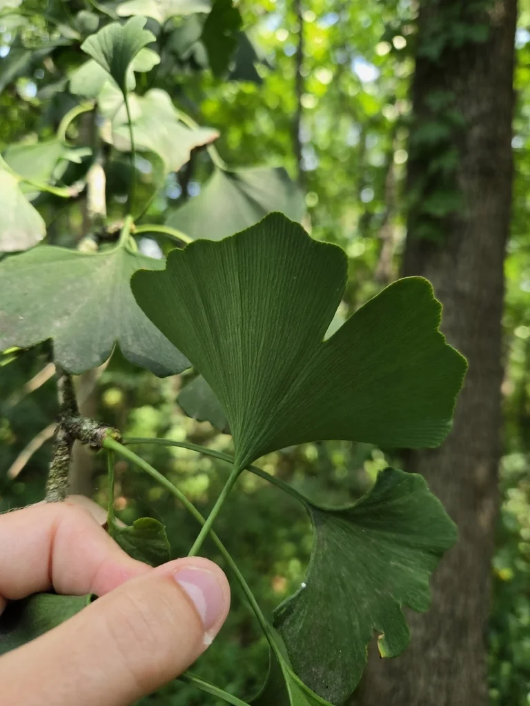 Ginkgo Biloba