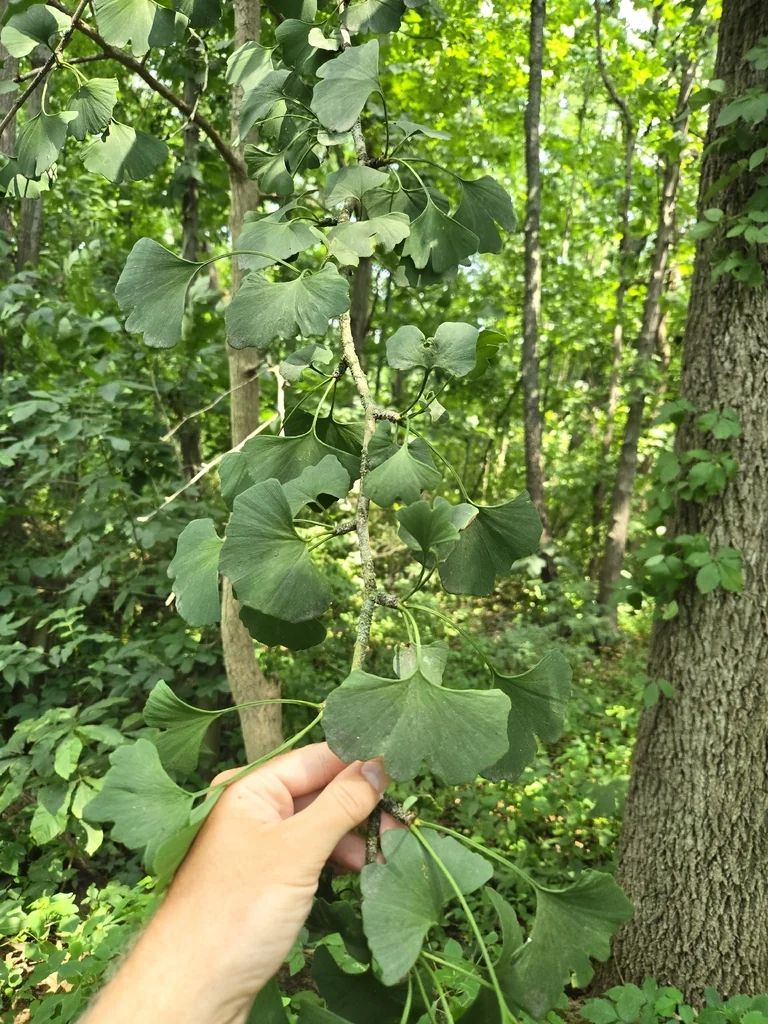 Ginkgo Biloba