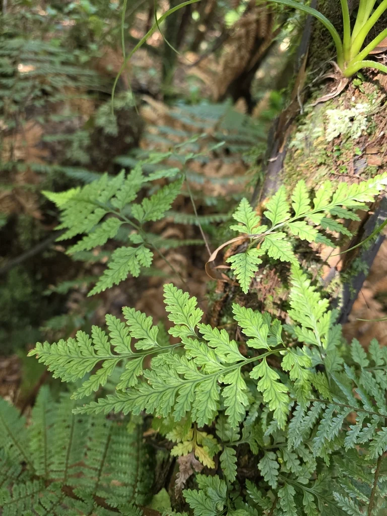 Rumohra Adiantiformis