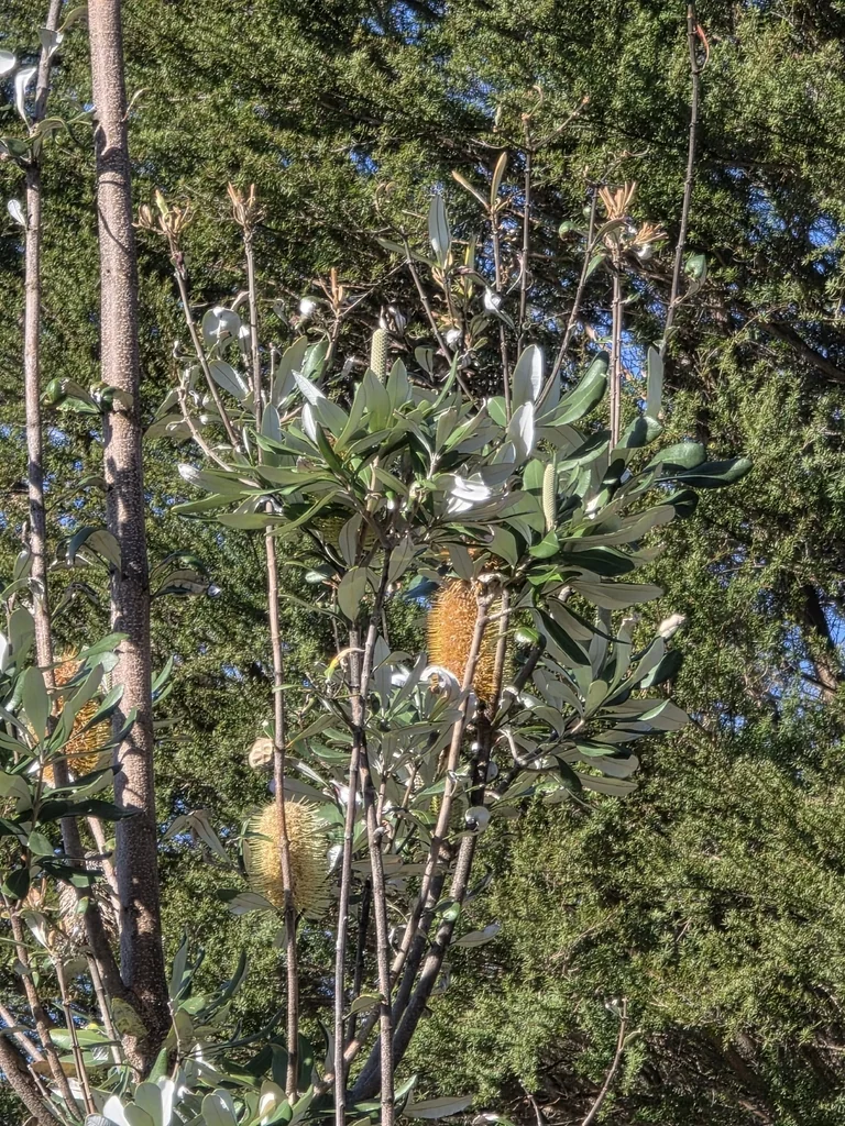Banksia Integrifolia