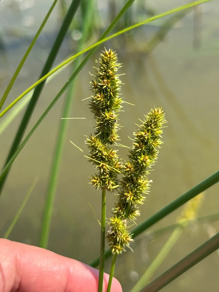Carex Vulpinoidea