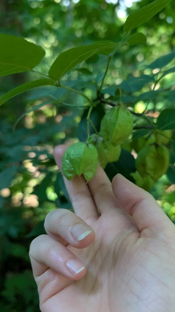 Staphylea Trifolia