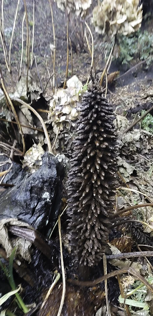 Gunnera Tinctoria