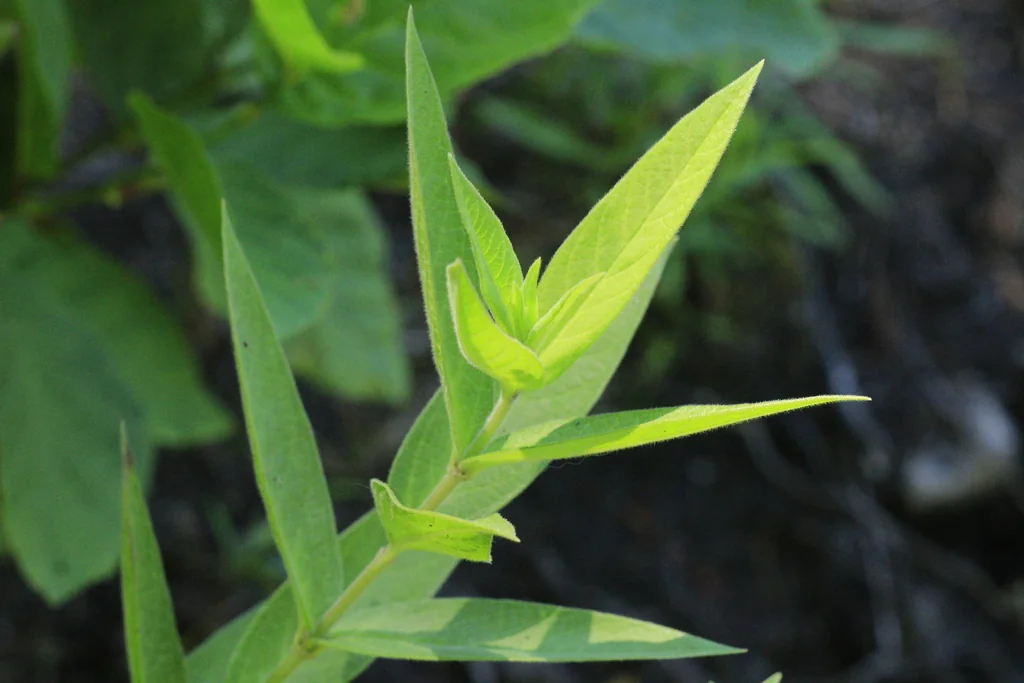 Asclepias Incarnata Pulchra