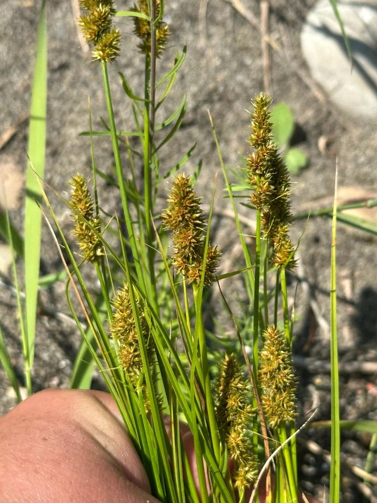 Carex Vulpinoidea