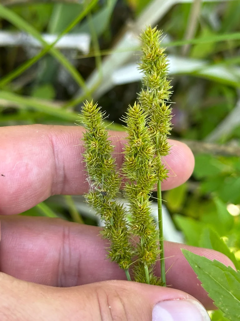 Carex Vulpinoidea