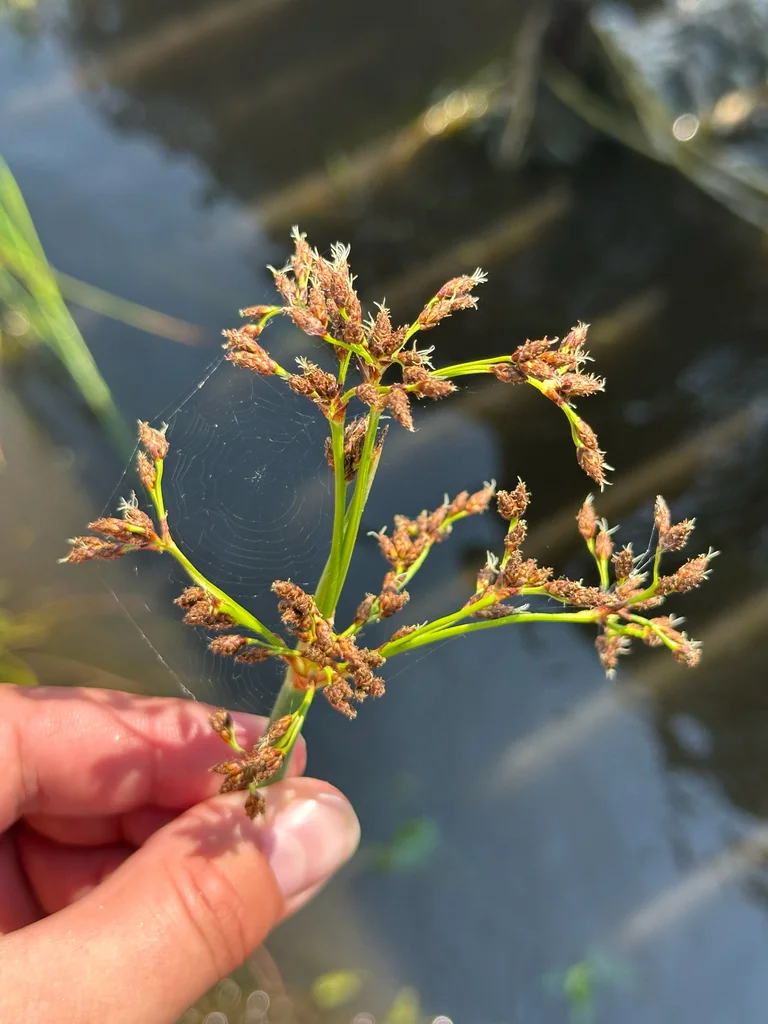 Scirpus Tabernaemontani