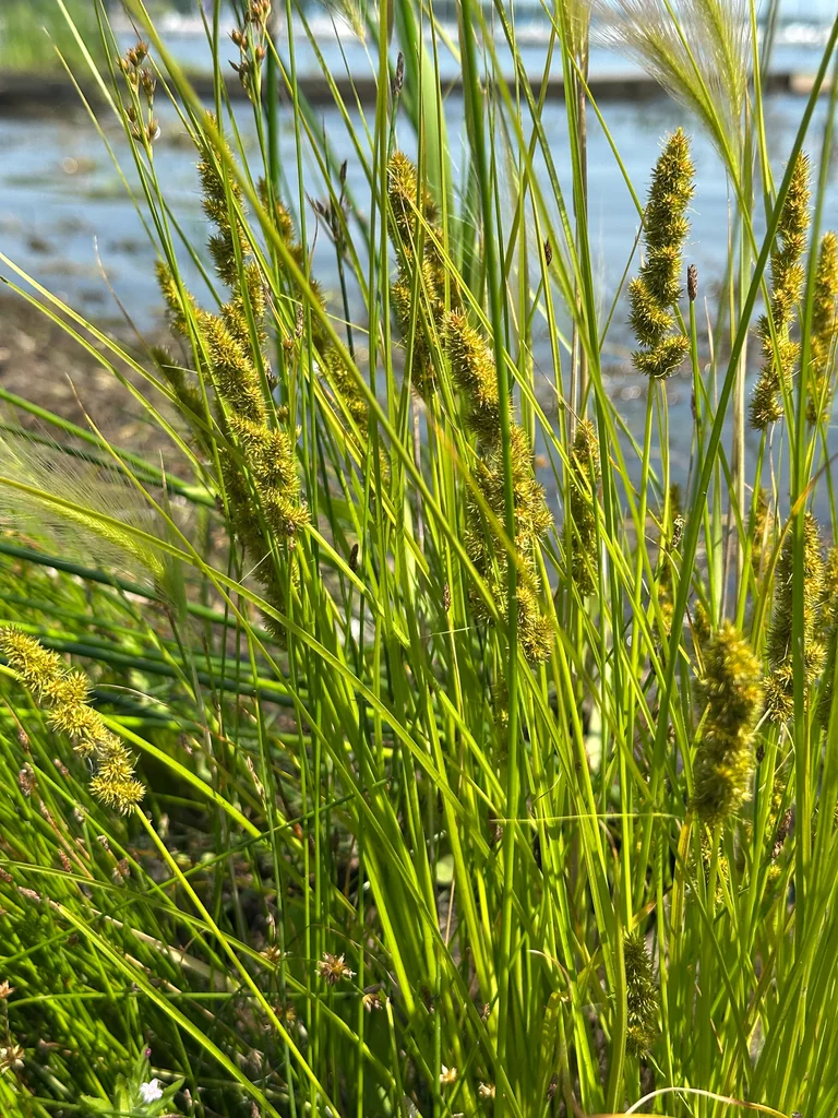 Carex Vulpinoidea