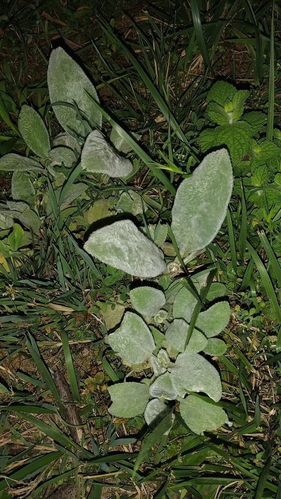 Stachys Byzantina