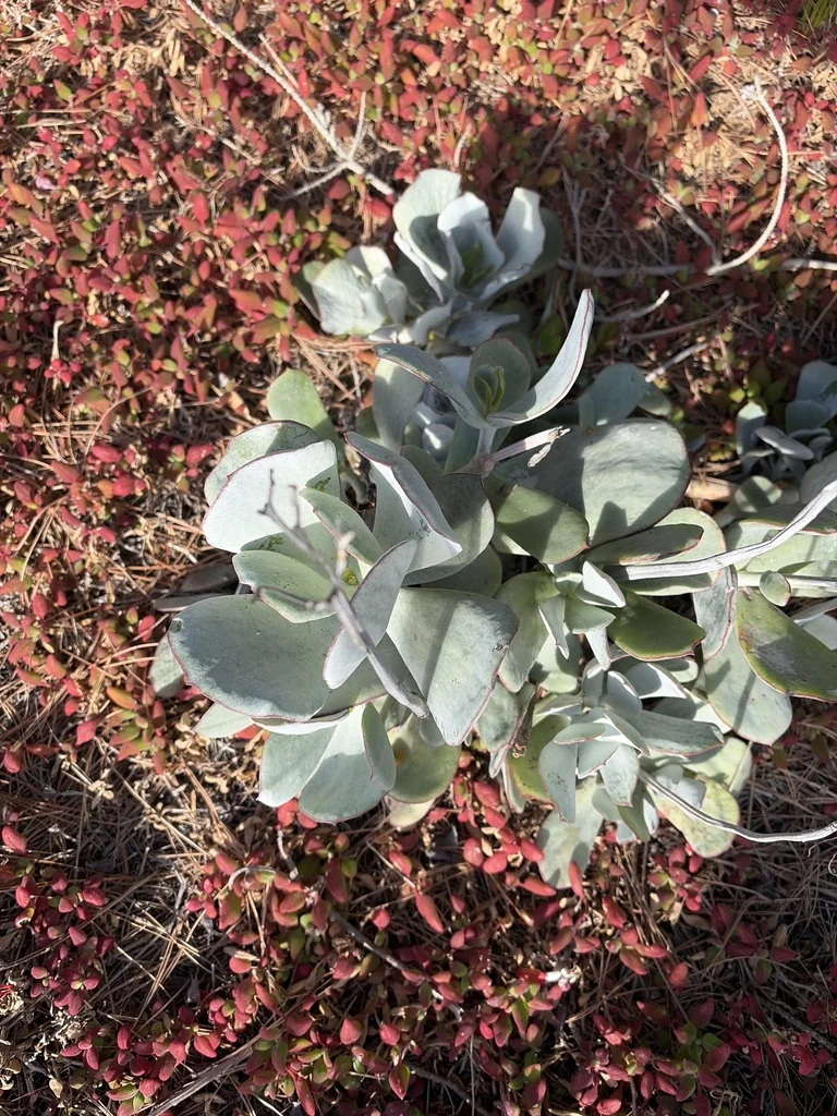Cotyledon Orbiculata