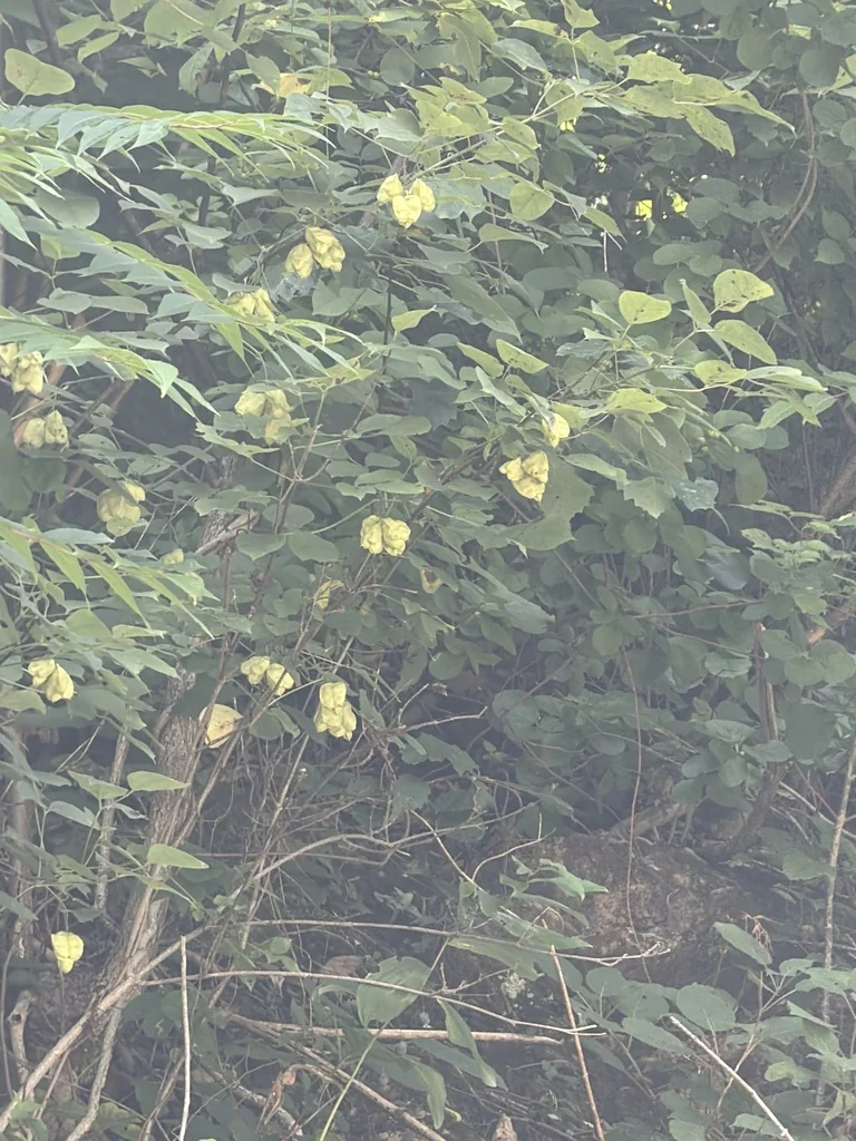 Staphylea Trifolia