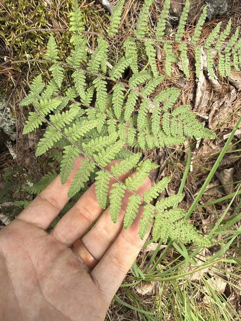 Myriopteris Covillei
