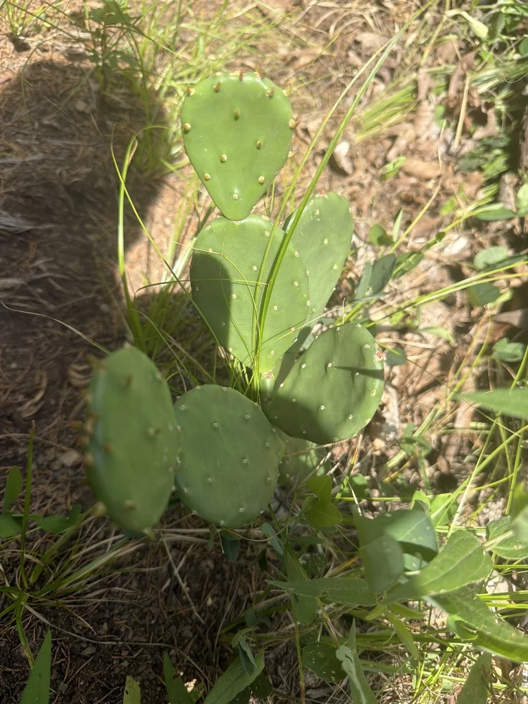 Opuntia Humifusa