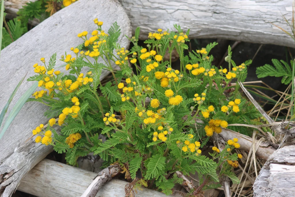 Tanacetum Camphoratum