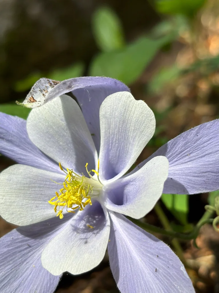 Aquilegia Caerulea