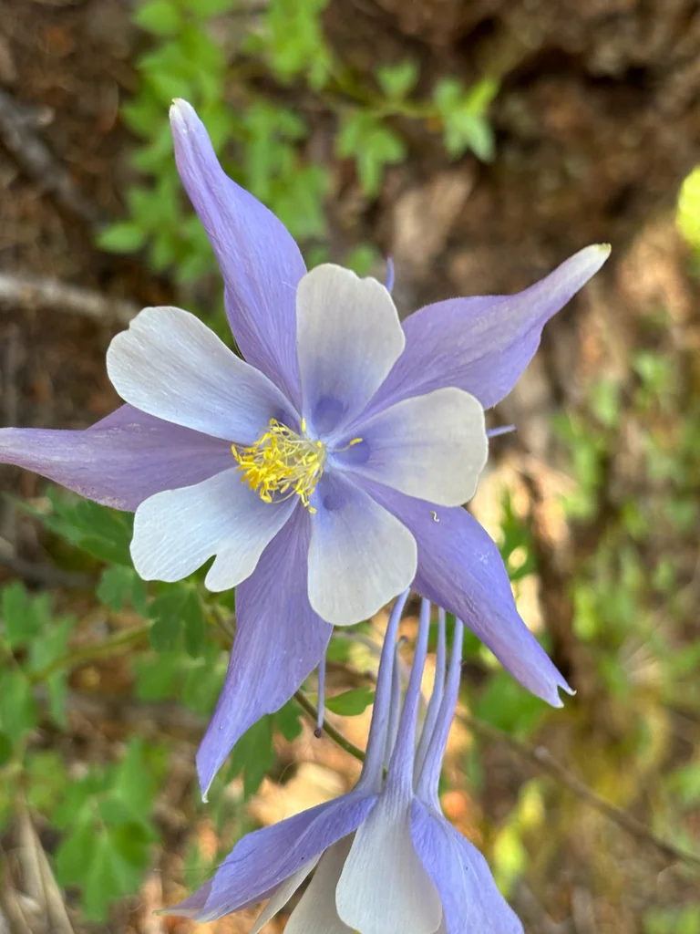 Aquilegia Caerulea