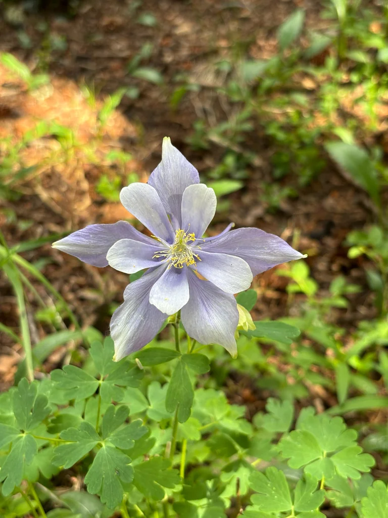 Aquilegia Caerulea