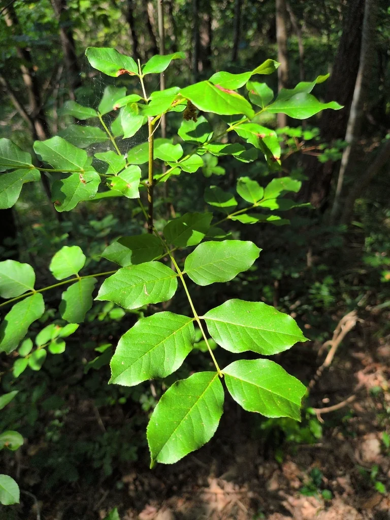 Fraxinus Ornus