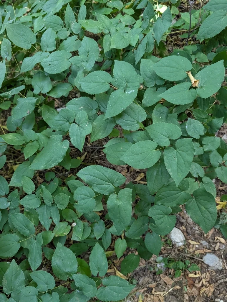Epimedium Alpinum