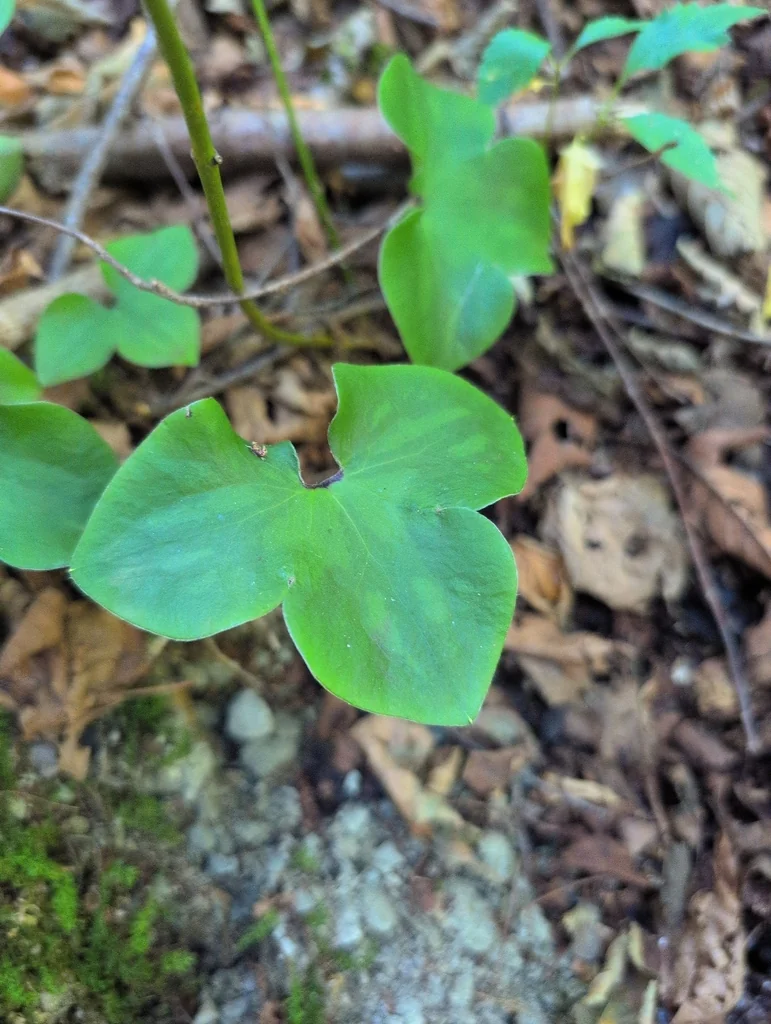 Hepatica Nobilis