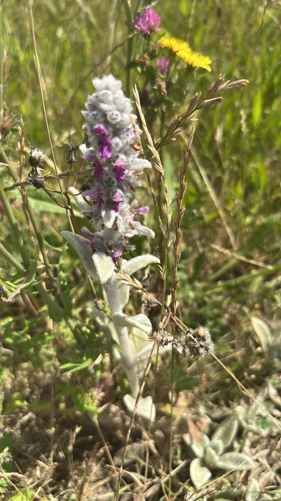 Stachys Byzantina