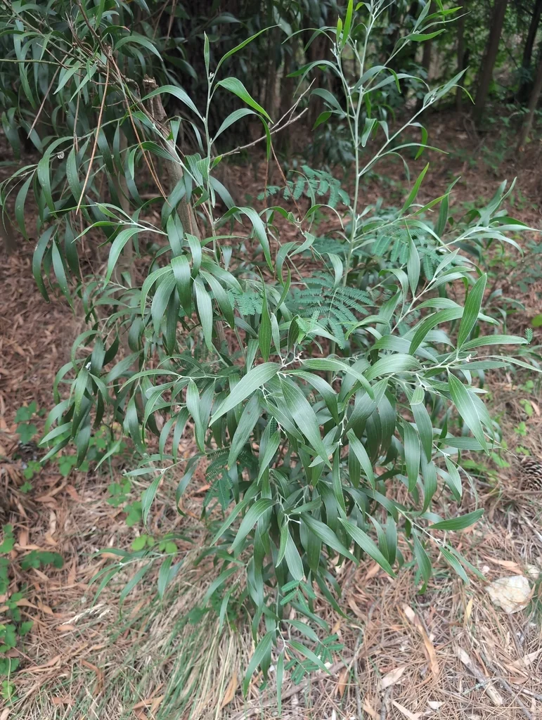Acacia Melanoxylon