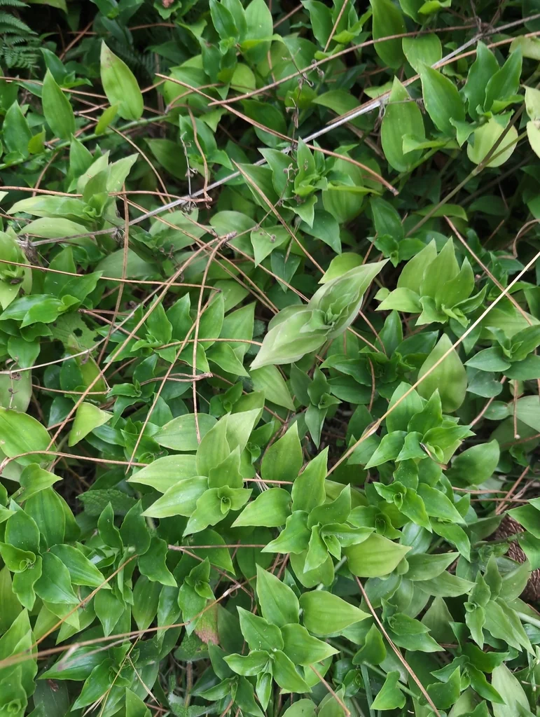 Tradescantia fluminensis