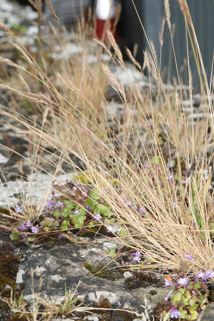 Festuca Rubra